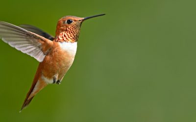 Was versteht man unter Arbeitnehmerüberlassung?